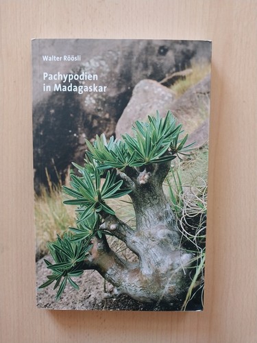 Pachypodium madagaskar - pachypodium, in