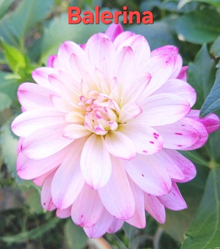 Dahlien samen gartenblumen - dahlien,