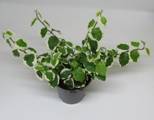Ficus pumila bellus - pumila, "bellus"