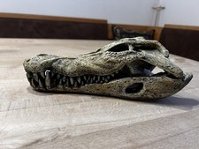 Krokodil Schädel von Nobby