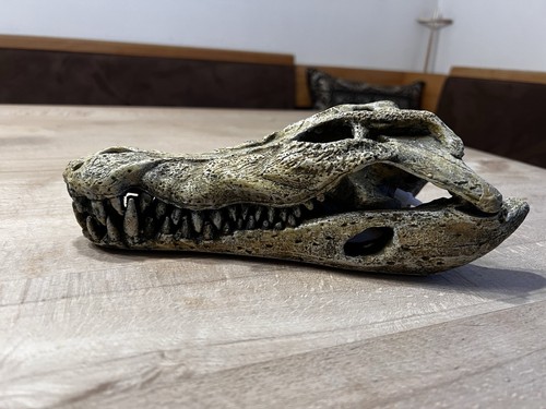 Krokodil schädel von - schädel,