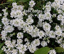 75 Samen Immergrüne