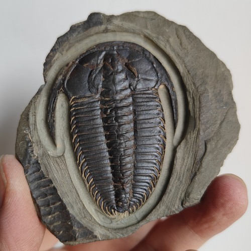 Trilobitenfossil redlichia - trilobitenfossil,
