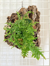 Lecanopteris carnosa – Ameisenfarn auf Korkrinde, gut etabliert & wuchsstark ?