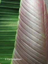 Musa sikkimensis 'red tiger' - Winterharte Bananen Pflanze  30-50cm