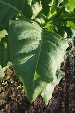 300 Tabak Samen Burley Panama mit ausführlicher Anleitung