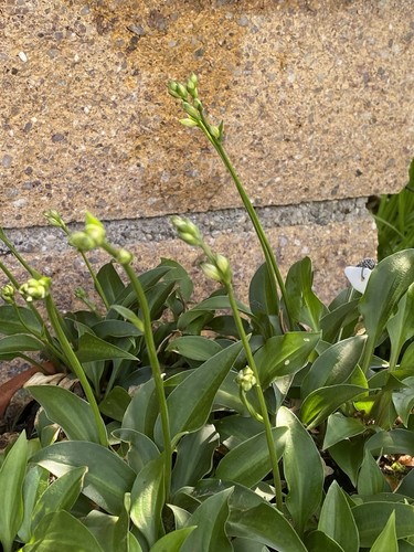 Hosta paradise puppet 1 - ,,