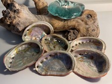 Abalone Muschel, Größe S