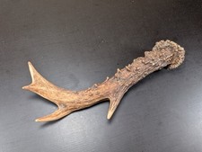 4 Ender Rehgeweih Selten - Hirsch Rehbock Krone Geweihstange Deko Basteln