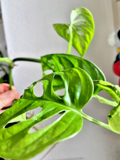 Monstera Adansonii Monkey Leaf