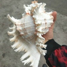 Natürlich Große Muschel Shell Weiß Verzweigte Murex Fisch Tank Heim Deko Chic