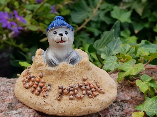 Robbe seehund mütze moin - robbe,