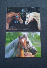 2 AK Pferdepostkarten Araberstute mit Fohlen und 2 Hengste, Horse