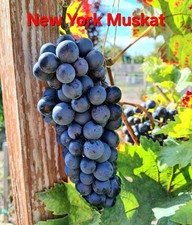 Weintrauben Tafeltrauben Samen 8 Samen 3€