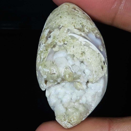 Natürlich fossil schnecke - fossil,