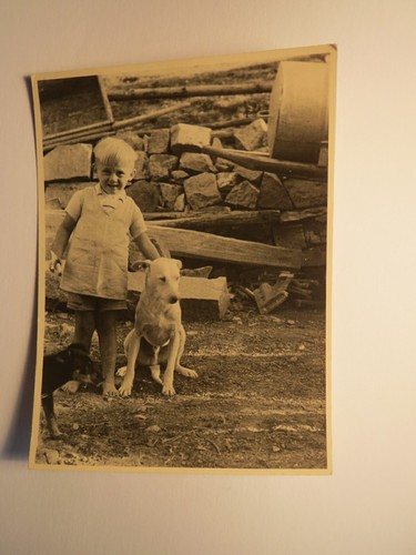 Kleiner junge hunde foto - junge,