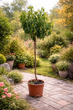 Mandelbaum penta 180 cm - mandelbaum,