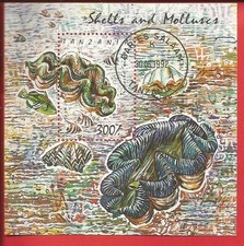 Riesenmuschel Tridacna gigas