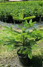 Abies nordmanniana Tlugi 4 L Topf Nordmanntanne Tanne  Weihnachtsbaum Christbaum