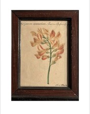 Antik botan. Aquarell 1800