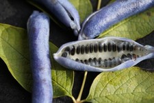 GS 563T blue Cucumber Seeds Blaugurke blaue Gurke Samen Stück 5