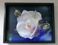 Tablett rosa weiß Rose  -  31 x 25 cm Holz Rahmen schwarz