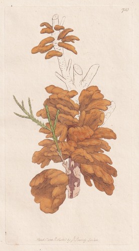 Tremella sabinae pilze - tremella,