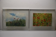 Foto Bilder Bilderrahmen Blumen Mohnblumen Mohnfeld Feld Deko Kunst