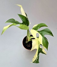 Sehr Schöne Rhaphidophora Tetrasperma Monstera Minima Variegata MZ2