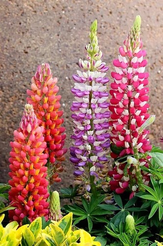 Sale465 lupinus lupinen mix - lupinen,