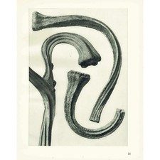 1929 Kürbis Stiel Druck -