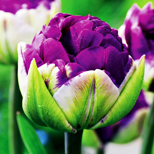 Tulpen blumenzwiebeln zwiebeln - tulpen,