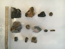 Petrefakten Fosilien Muscheln Schnecken Steine, Ruine Starhemberg Dreistetten