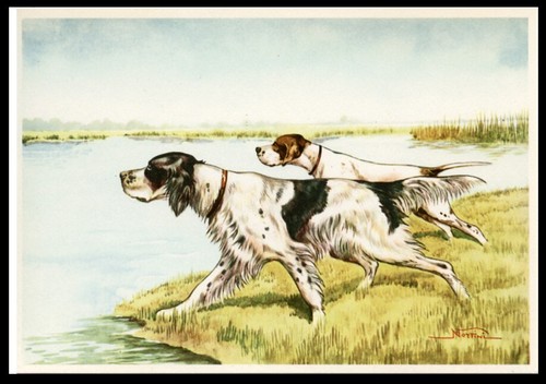 English setter pointer - english, &