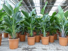 Strelitzia strelitzie weiß - strelitzie,