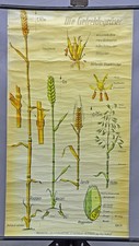 Lehrtafel Schulwandkarte Poster Rollbild Getreidegräser