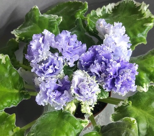 African violet saintpaulia - violet, /