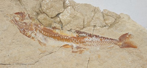 Unpräp prionolepis - unpräp.,