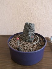 Zimmerbrunnen Tischbrunnen Luftbefeuchter in Leni Corona 25/9 Pflanzgefäß, Lila