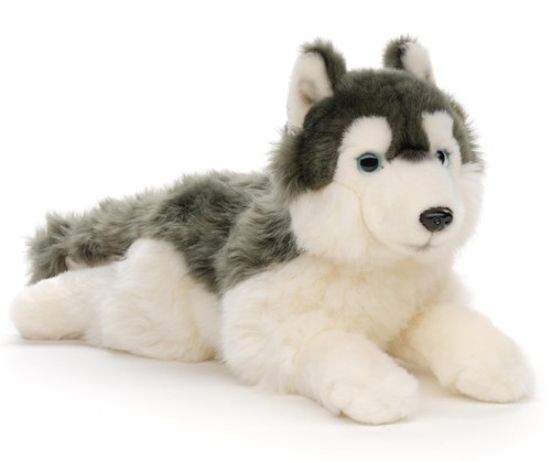 Husky grau liegend - husky, grau,