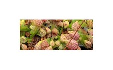 5x Sarracenia psittacina sandy bottom creek road Kannenpflanzen - Samen B218