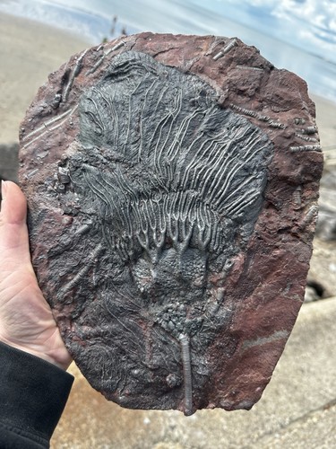 Marokkanische crinoid - marokkanische,