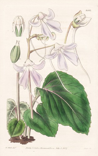 Impatiens scapiflora india - scapiflora,