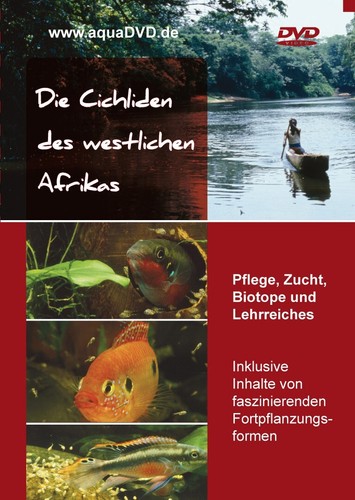 Die cichliden des westlichen - cichliden,