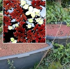 rote Schwimmpflanze frostharte