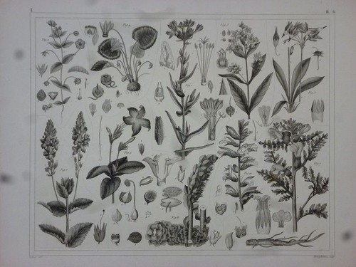 Orig stahlstich pflanzen - stahlstich:,