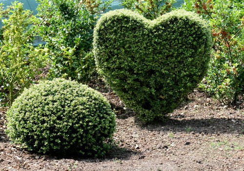 Ilex crenata glory gem - ilex,