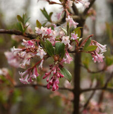 Winter Duftschneeball 60-80cm - Viburnum farreri