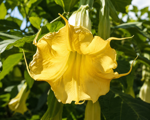 80001128 yellow datura - yellow,