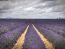 SAMEN winterharte Blumen